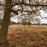 Boshuis De Roerdomp