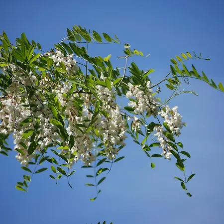 Boshuis De Roerdomp Hattemerbroek