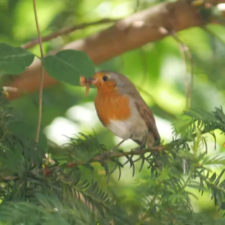 Boshuis De Roerdomp * Hattemerbroek