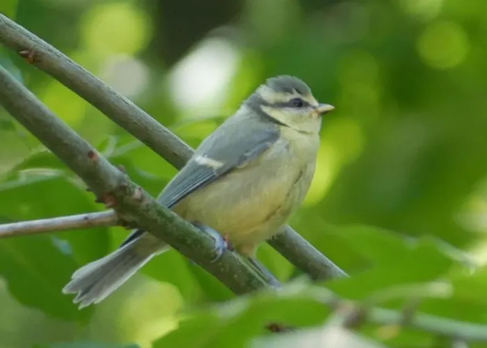 Boshuis De Roerdomp Apartman *