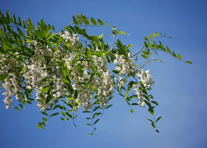 Boshuis De Roerdomp Hattemerbroek